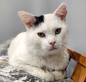 Photo of Boris