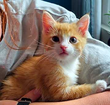 Photo of Strudel