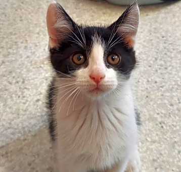 Photo of Oswald