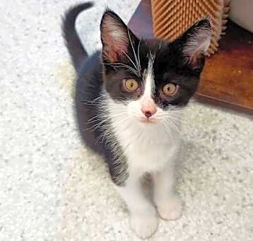 Photo of Alfred