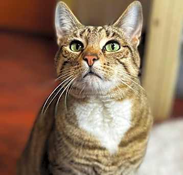 Photo of Nala