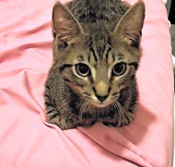 Photo of Houdini