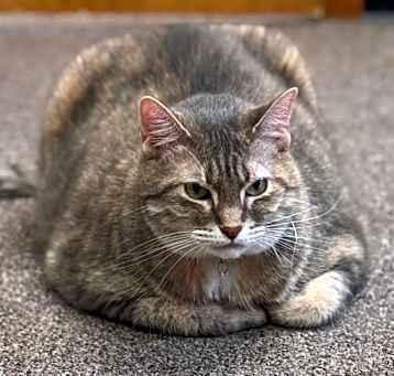 Photo of Squeaks