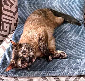 Photo of Maple