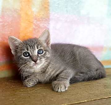 Photo of Aqua