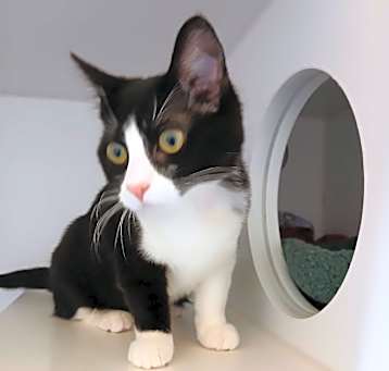 Photo of Inky