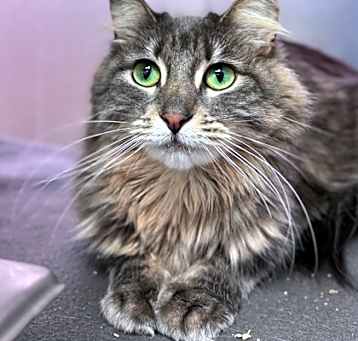 Photo of Cleocatra- pending adoption