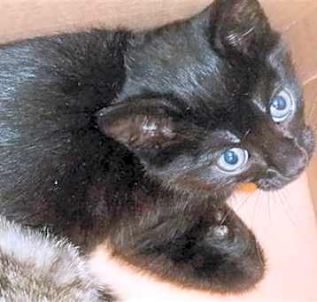 Photo of A1381570