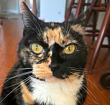 Photo of Sassy