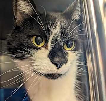 Photo of Jester