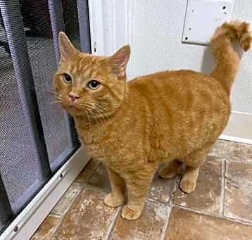 Photo of Nemo