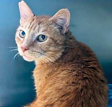 Photo of Blaze