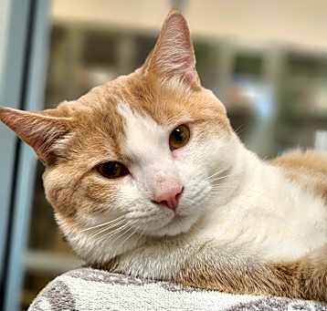 Photo of Hamish