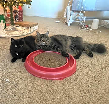 Photo of Lucy & Mr. Floor