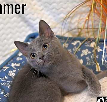Photo of Summer