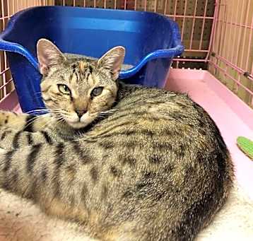 Photo of Ella Napa Petco