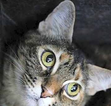 Photo of Paprika