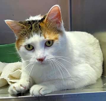 Photo of Jezebelle
