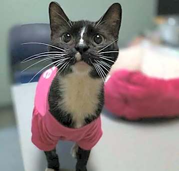 Photo of Kitten Nugget