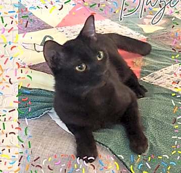 Photo of Blaze