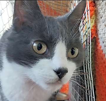 Photo of Ray 