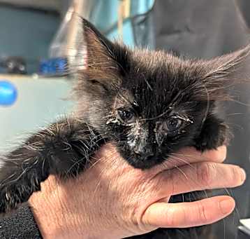 Photo of Sailor