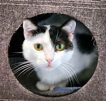 Photo of Russel(C000-160) - Chino Hills Location