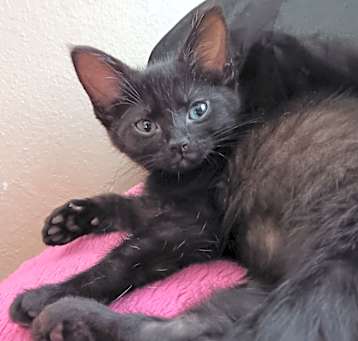 Photo of Mochi