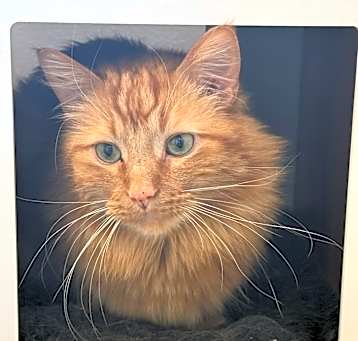 Photo of Scratchy*
