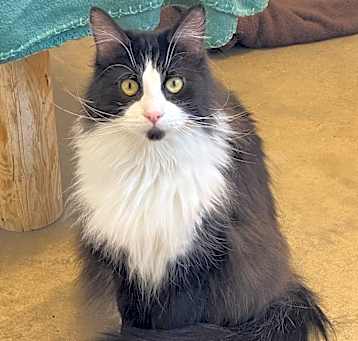 Photo of Sawyer*