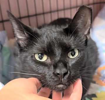 Photo of Cookie