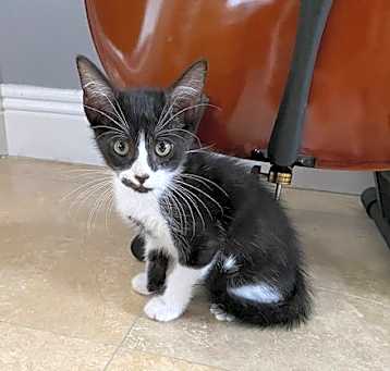 Photo of Chevy