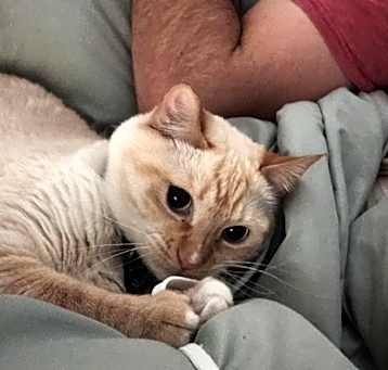 Photo of Mustard
