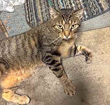 Photo of zz 'Woody' courtesy listing