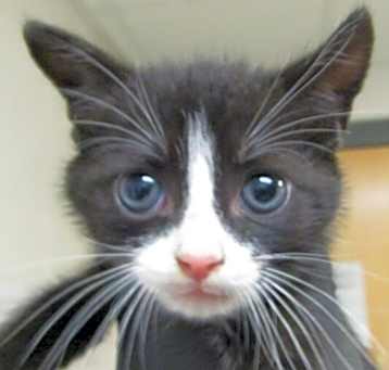 Photo of Octavian