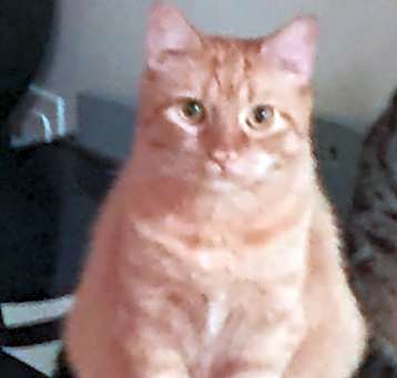 Photo of Benji