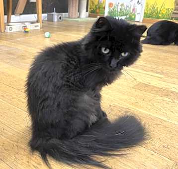 Photo of Smokey