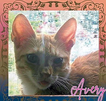 Photo of Avery