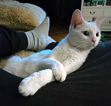 Photo of Tenshi