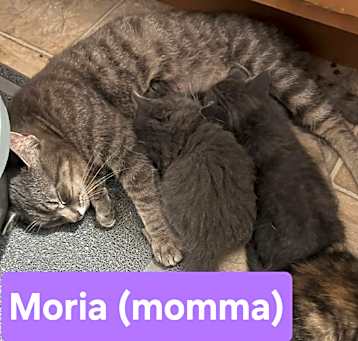 Photo of Moria