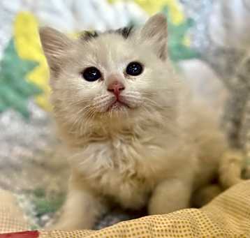 Photo of Sparkle