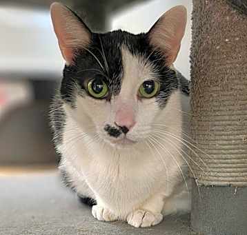 Photo of Ronald-(C000-161) - Chino Hills Location