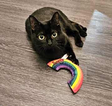 Photo of Velvet
