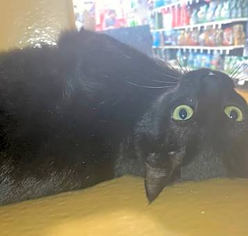 Photo of Violet