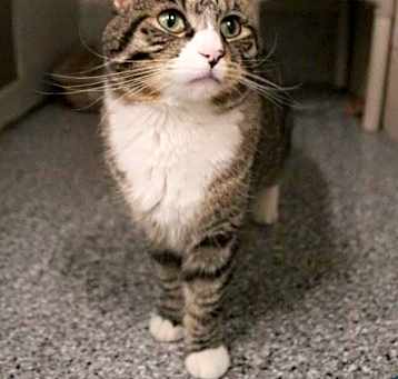 Photo of Waffle