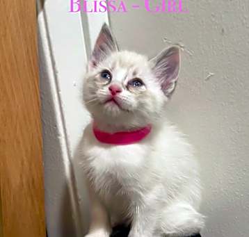 Photo of Blissa