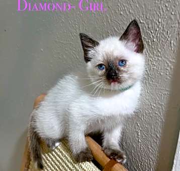 Photo of Diamond
