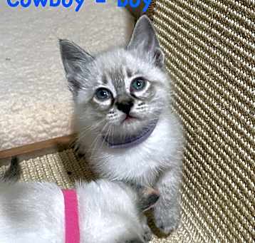 Photo of Cowboy