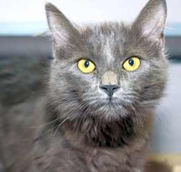 Photo of Sheba