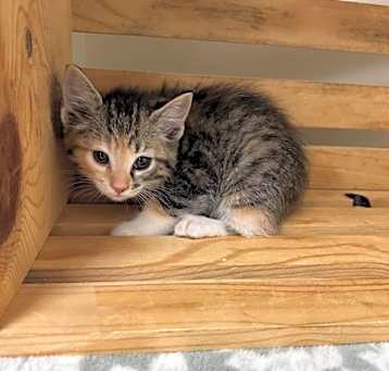 Photo of Tilly